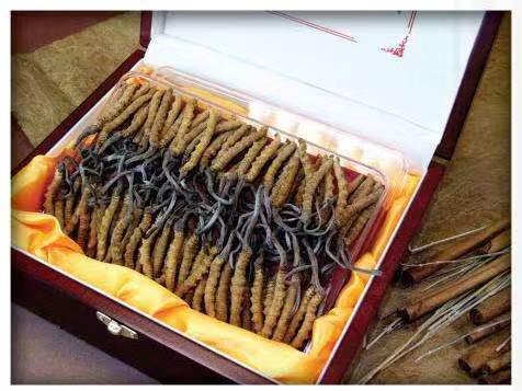 博白冬虫夏草回收